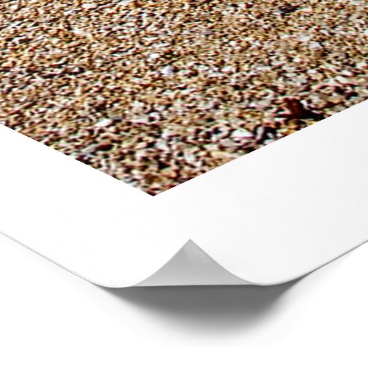 Elementen van de natuur - Driftwood Beach Poster (Hoek)