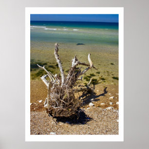 Elementen van de natuur - Driftwood Beach Poster