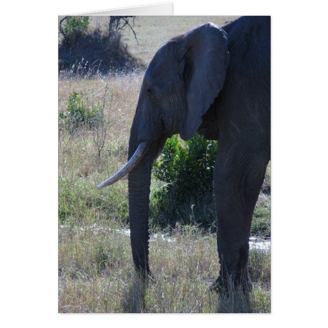 Elephant (Voorkant)