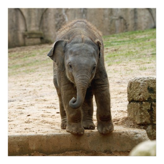 Elephant_20171101_by_JAMFoto Foto Afdruk (Voorkant)