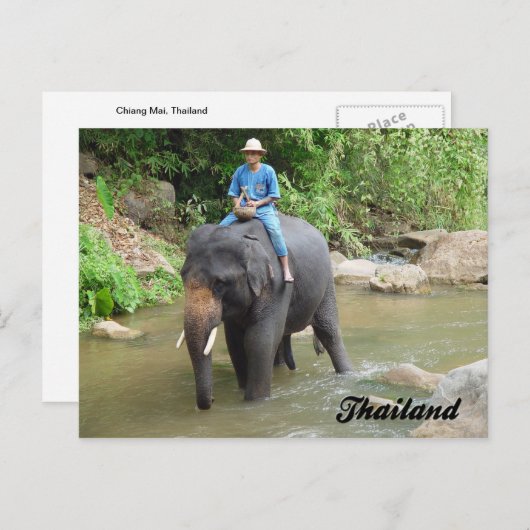 Elephant and Mahout Chiang Mai, Thailand Postcard Briefkaart (Voorkant / Achterkant)