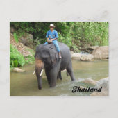 Elephant and Mahout Chiang Mai, Thailand Postcard Briefkaart (Voorkant)
