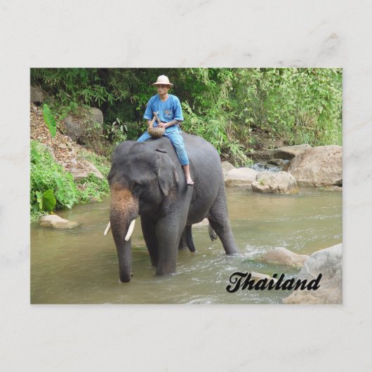 Elephant and Mahout Chiang Mai, Thailand Postcard Briefkaart (Voorkant)
