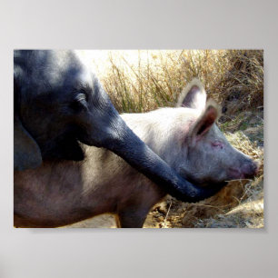 Elephant and Pig in Afrika Poster