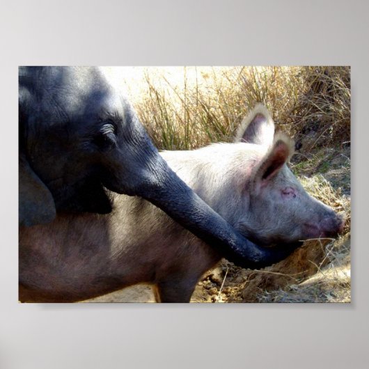 Elephant and Pig in Afrika Poster (Voorkant)