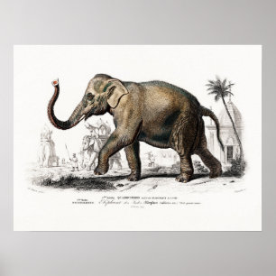 Elephant Art beroemd gemaakt door Charles D'Orbig Poster