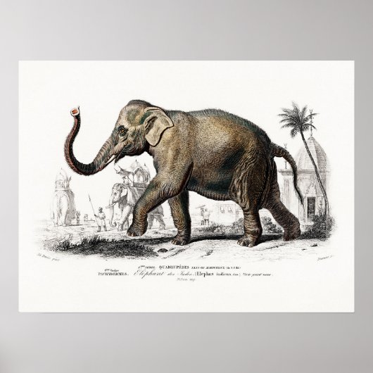 Elephant Art beroemd gemaakt door Charles D'Orbig Poster (Voorkant)