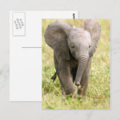 Elephant Baby Briefkaart (Voorkant / Achterkant)