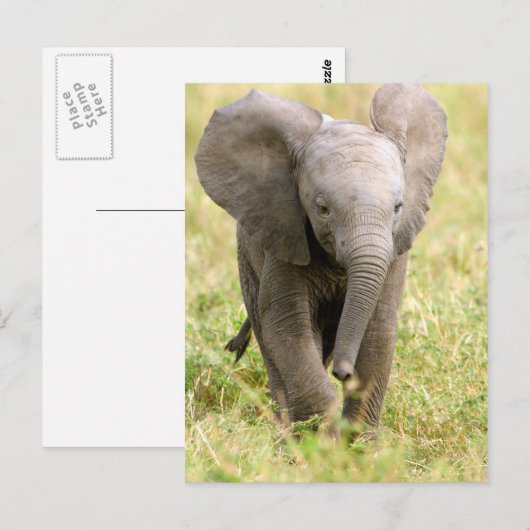 Elephant Baby Briefkaart (Voorkant / Achterkant)