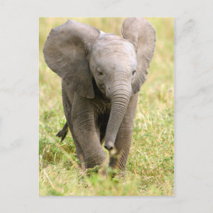 Elephant Baby Briefkaart