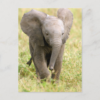 Elephant Baby Briefkaart