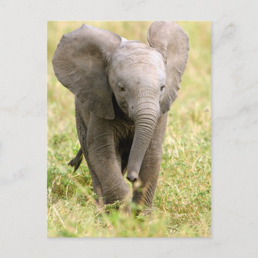 Elephant Baby Briefkaart (Voorkant)