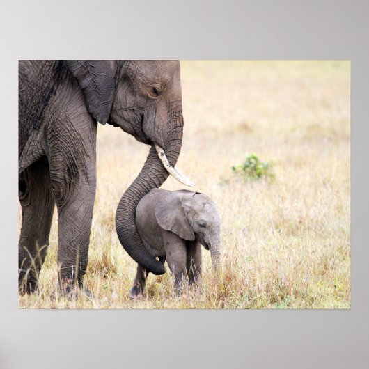 Elephant baby met foto van Moederliefde Poster (Voorkant)