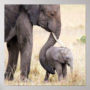 Elephant baby met moederliefde poster