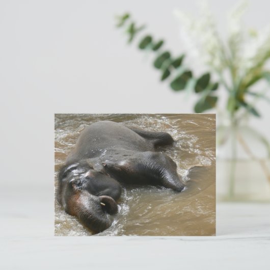 Elephant Bath Day Photo in Thailand Briefkaart (Staand voorkant)