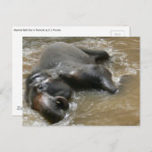 Elephant Bath Day Photo in Thailand Briefkaart (Voorkant / Achterkant)