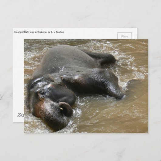 Elephant Bath Day Photo in Thailand Briefkaart (Voorkant / Achterkant)