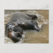 Elephant Bath Day Photo in Thailand Briefkaart (Voorkant)