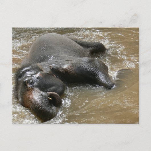 Elephant Bath Day Photo in Thailand Briefkaart (Voorkant)