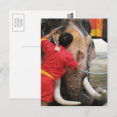 Elephant Bathtime ... Ayutthaya, Thailand Briefkaart (Voorkant / Achterkant)