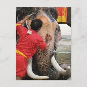 Elephant Bathtime ... Ayutthaya, Thailand Briefkaart
