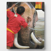 Elephant Bathtime ... Ayutthaya, Thailand Fotoplaat (Voorkant)