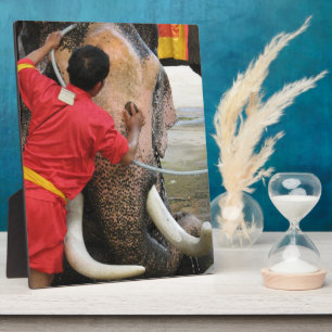 Elephant Bathtime ... Ayutthaya, Thailand Fotoplaat