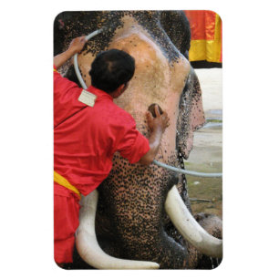 Elephant Bathtime ... Ayutthaya, Thailand Magneet