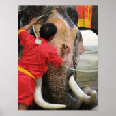 Elephant Bathtime ... Ayutthaya, Thailand Poster (Voorkant)