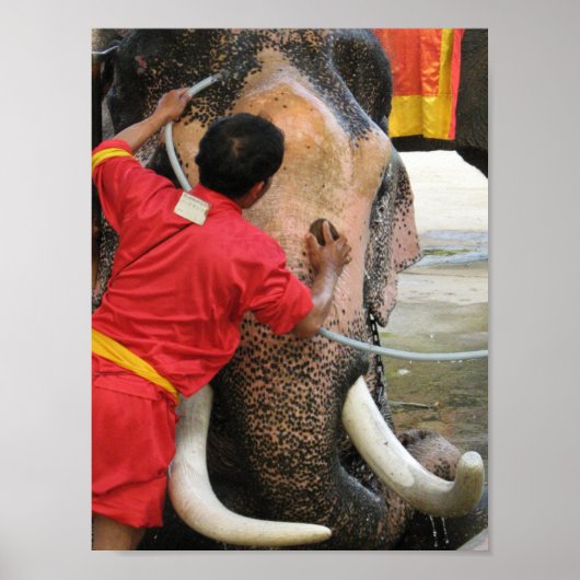 Elephant Bathtime ... Ayutthaya, Thailand Poster (Voorkant)