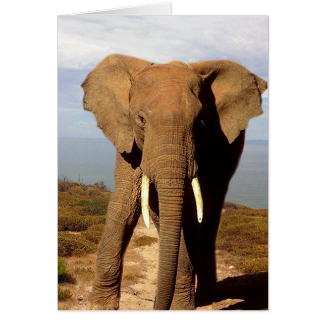 Elephant Beach Day out, (Voorkant)