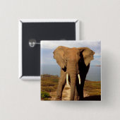 Elephant Beach Day out, Vierkante Button 5,1 Cm (Voorkant /achterkant)