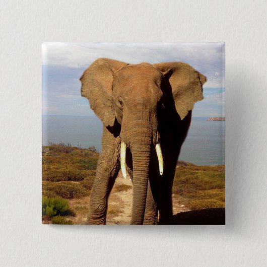 Elephant Beach Day out, Vierkante Button 5,1 Cm (Voorkant)