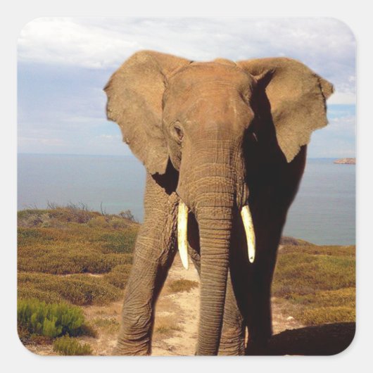 Elephant Beach Day out, Vierkante Sticker (Voorkant)