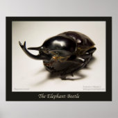 Elephant Beetle Poster (Voorkant)