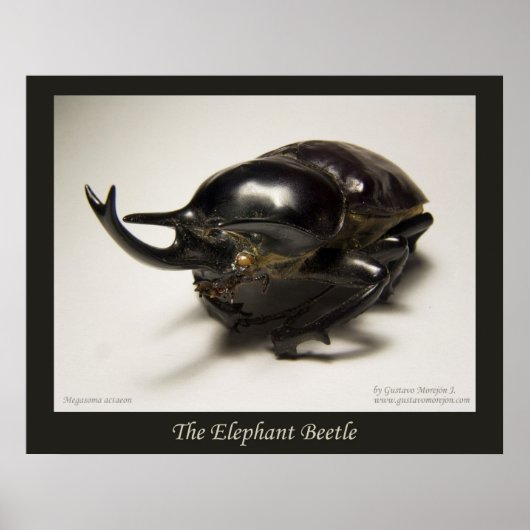 Elephant Beetle Poster (Voorkant)