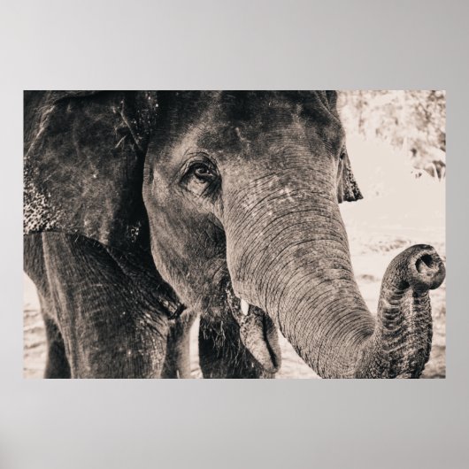 Elephant Black and White Africa Animals Poster (Voorkant)