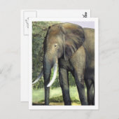 Elephant Briefkaart (Voorkant / Achterkant)