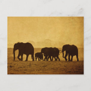 Elephant Briefkaart
