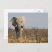 Elephant Briefkaart (Voorkant / Achterkant)