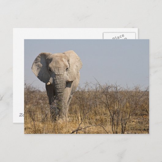 Elephant Briefkaart (Voorkant / Achterkant)