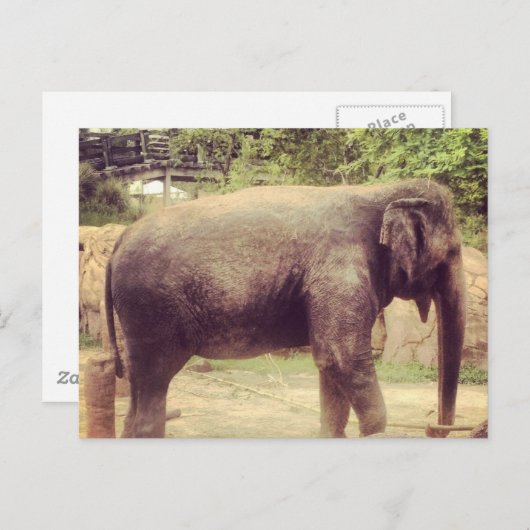 Elephant Briefkaart (Voorkant / Achterkant)