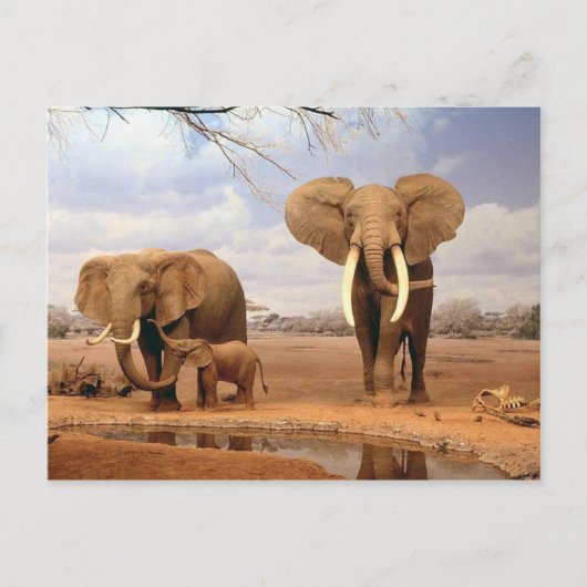 Elephant Briefkaart (Voorkant)