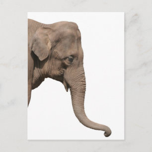 Elephant Briefkaart