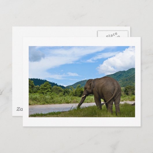 Elephant Briefkaart (Voorkant / Achterkant)