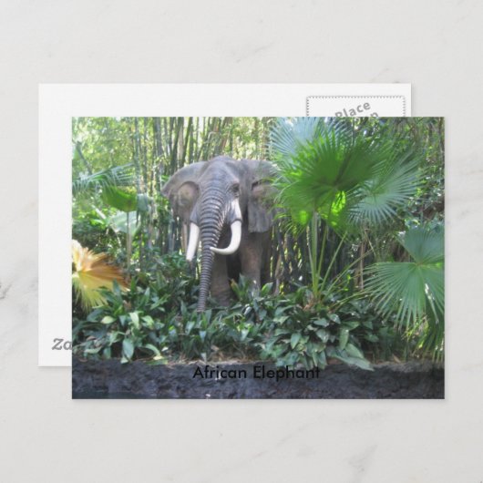 Elephant briefkaart (Voorkant / Achterkant)