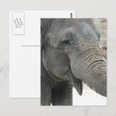 Elephant Briefkaart (Voorkant / Achterkant)
