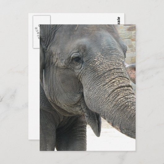 Elephant Briefkaart (Voorkant / Achterkant)