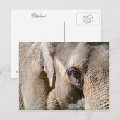 ELEPHANT BRIEFKAART (Voorkant / Achterkant)