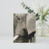 Elephant Briefkaart (Staand voorkant)
